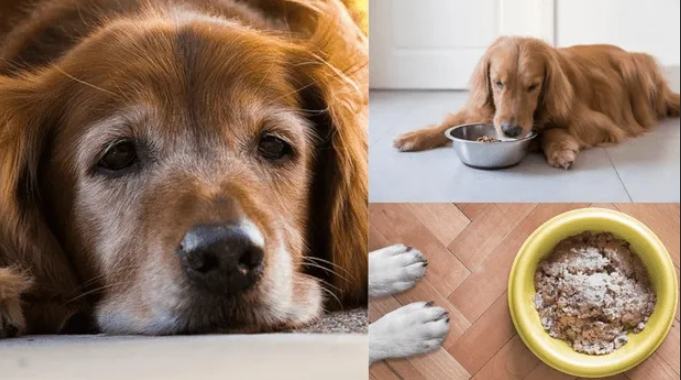 老年犬飲食指南