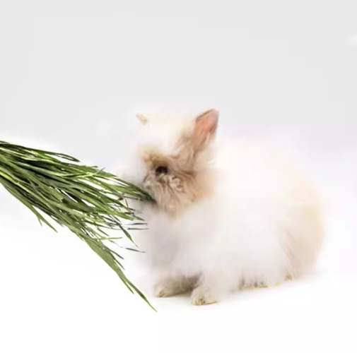 小麥草狗餵食方法