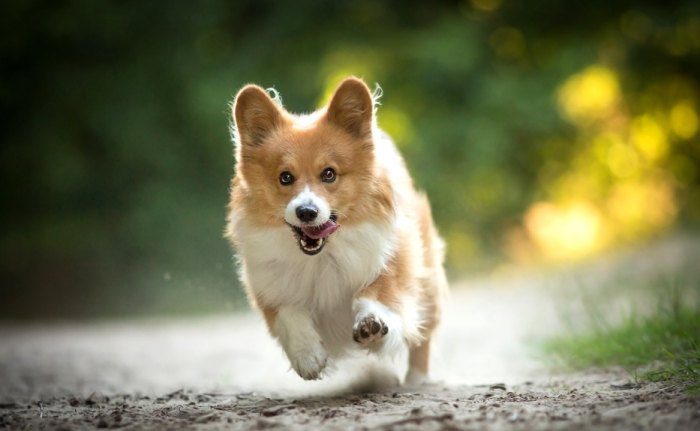 寵物降溫方法 寵物降溫方法