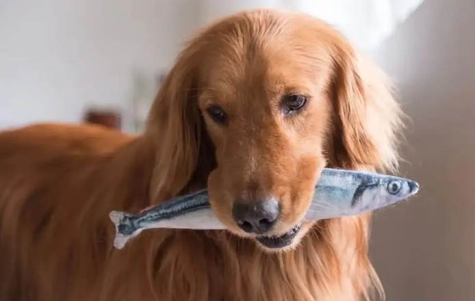 海鮮對狗的影響