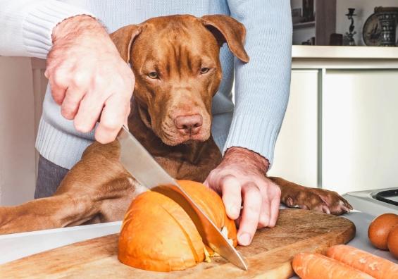 南瓜籽對狗的好處