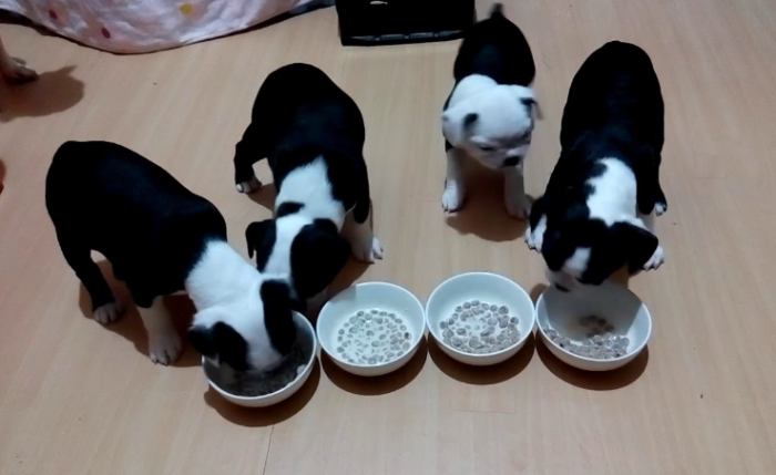 狗進食技巧 狗進食技巧