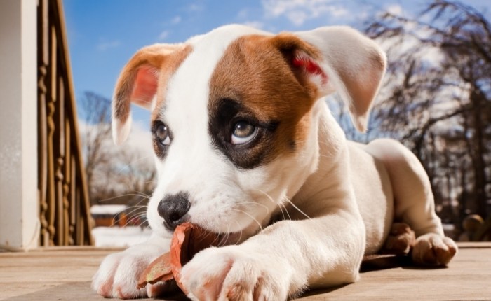 羅勒對狗安全嗎