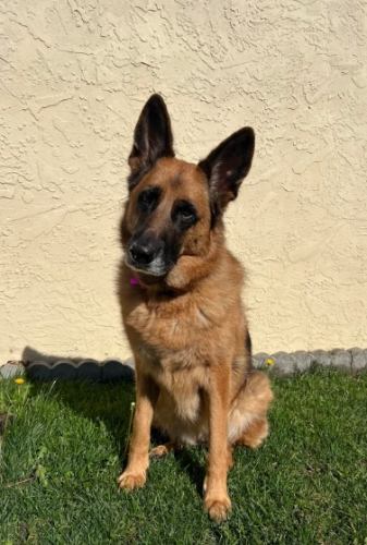 德國牧羊犬訓練