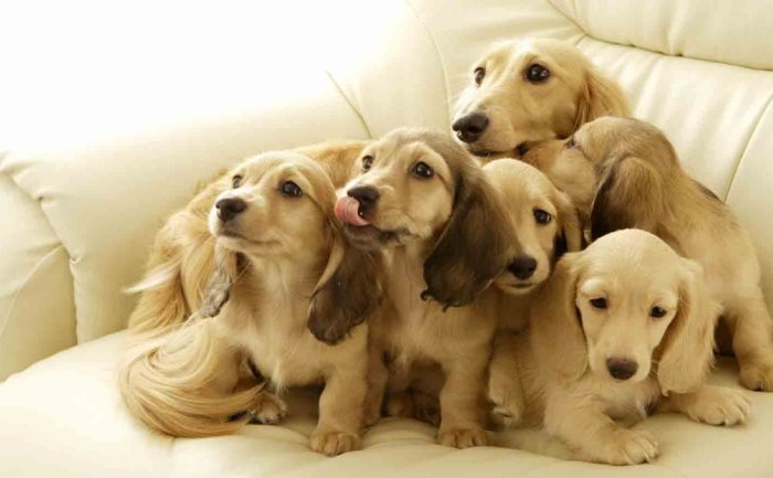 寵物溝通問題範例