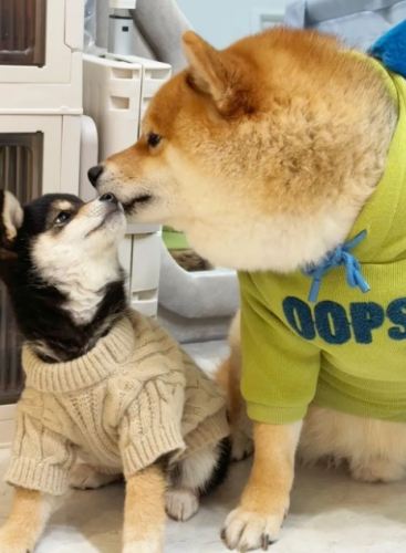 豆柴 柴犬 差別