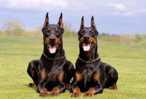 最聰明的狗 最聰明的狗