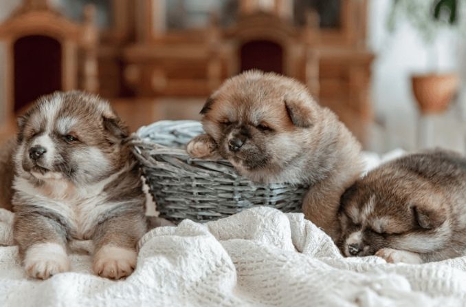 狗狗飼料份量 狗狗飼料份量