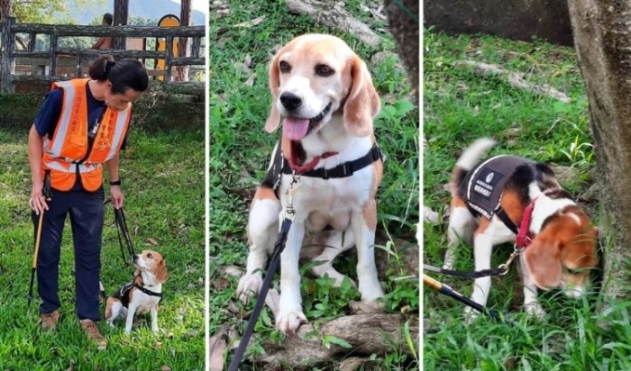 米格魯平均壽命