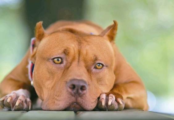 比特犬飼養禁令