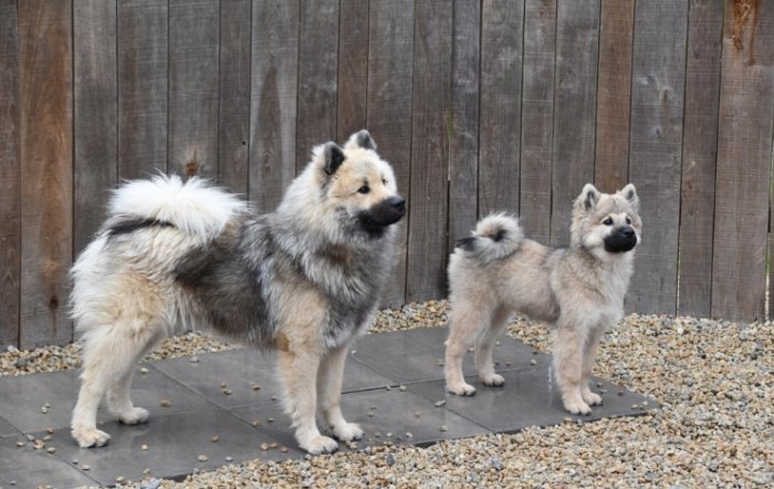 防止狗咬人 防止狗咬人