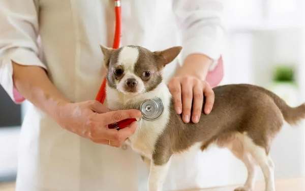 吉娃娃健康問題