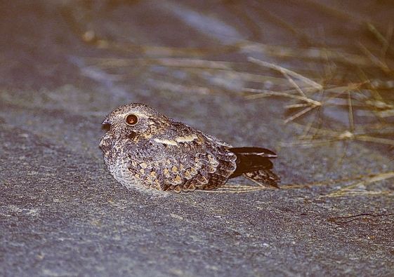 台灣夜鷹是否保育