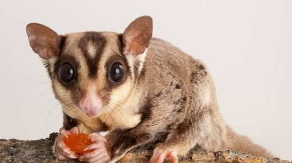 蜜袋鼯飼養困難 蜜袋鼯飼養困難