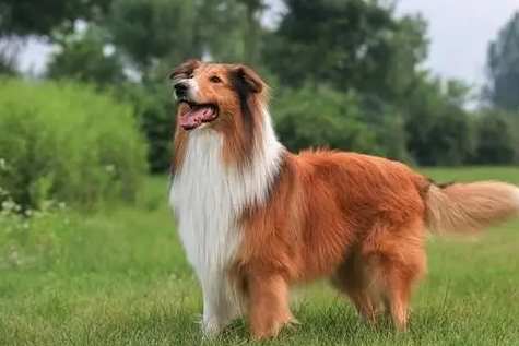 蘇格蘭牧羊犬訓練方法