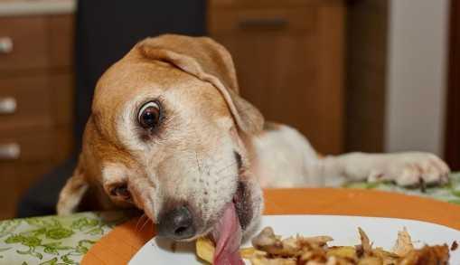 狗不吃東西原因