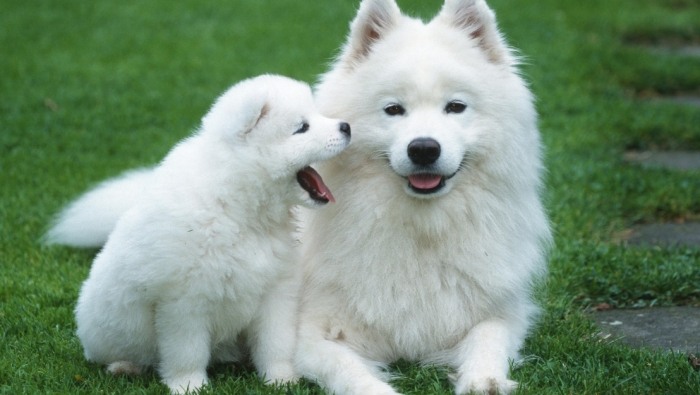 狗狗中暑症狀 狗狗中暑症狀