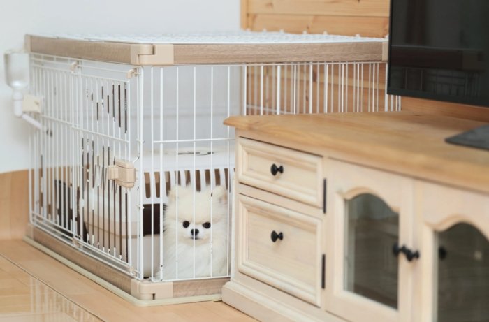 室內犬空守意思