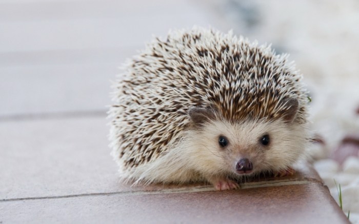 刺猬与老鼠区别