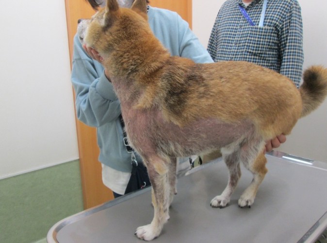 柴犬皮膚病預防