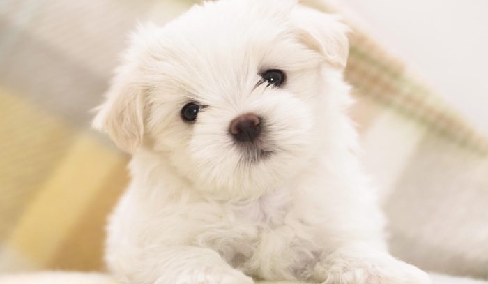 寵物離世溝通技巧