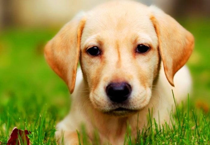 寵物離世溝通技巧