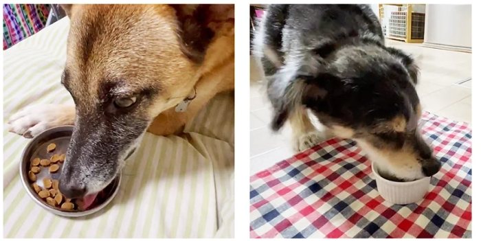 高齡犬鮮食配方 高齡犬鮮食配方