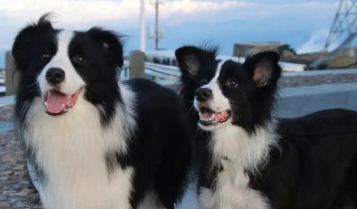 养边牧注意事项