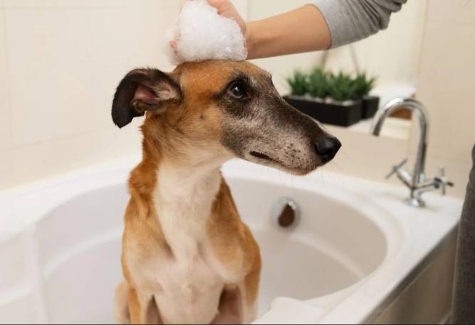 過敏狗狗飼料推薦 過敏狗狗飼料推薦