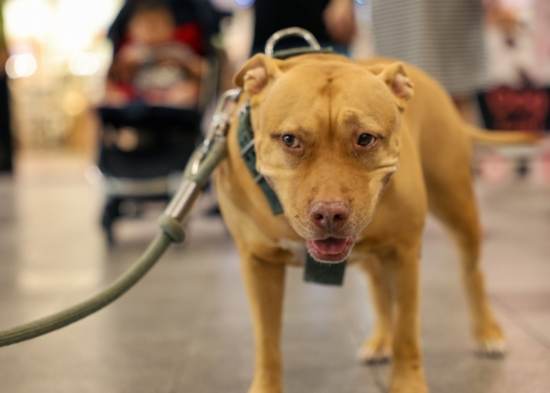 比特犬飼養禁令