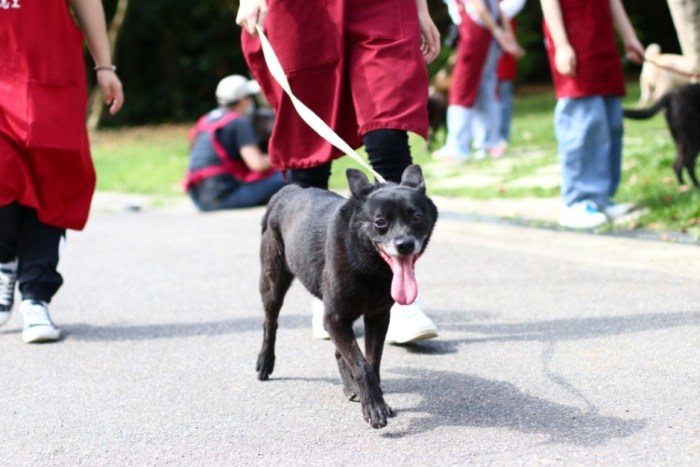 狗狗隨行訓練