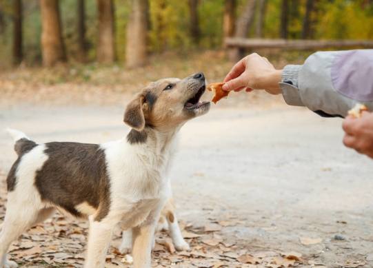 狗狗吃瓜子安全嗎