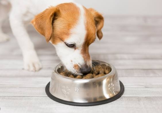 狗可以吃瓜子嗎