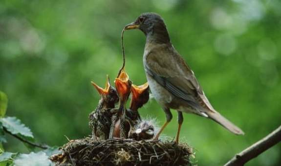 野生雛鳥吃什麼