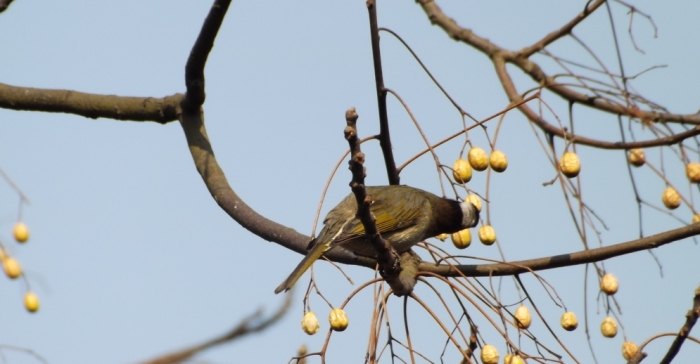 野鳥食物