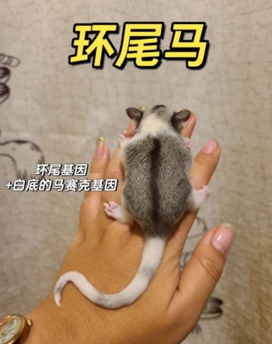 蜜袋鼯健康指標