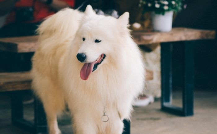 狗咬人原因 狗咬人原因