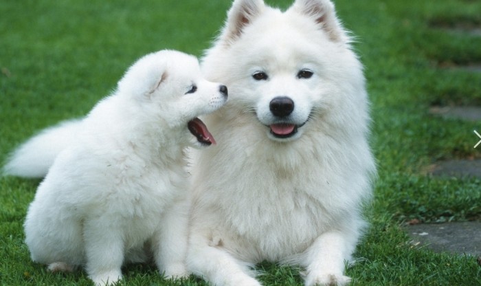 對狗有害的精油