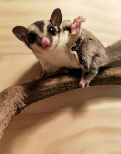 蜜袋鼯健康問題