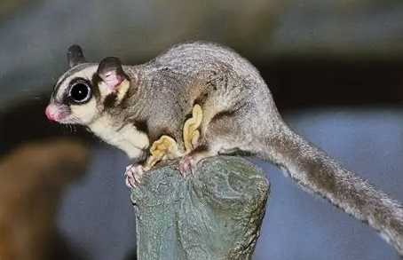 蜜袋鼯飼養健康