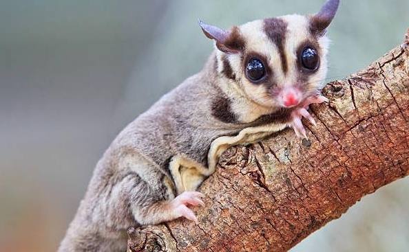 寵物蜜袋鼯照顧