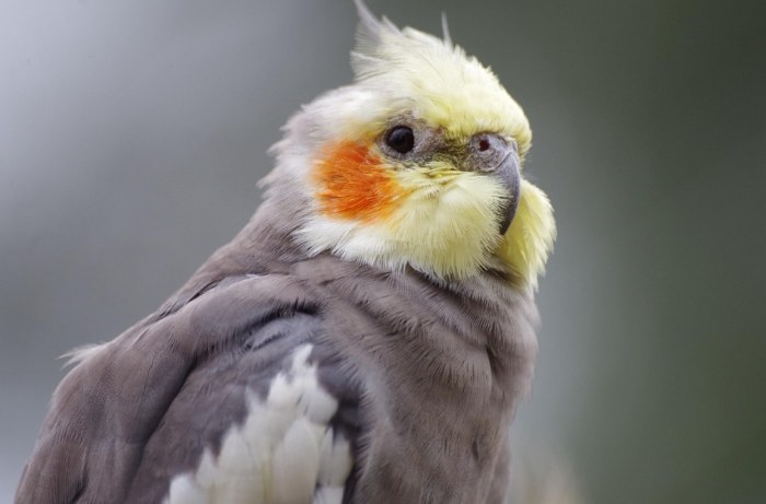 玄鳳鸚鵡性格特點