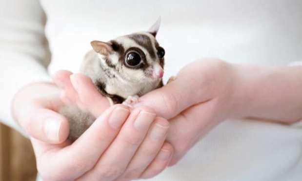 蜜袋鼯活動時間