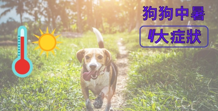 如何預防狗狗中暑
