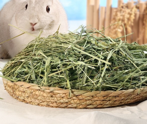 果園草兔子 管理 果園草兔子 管理