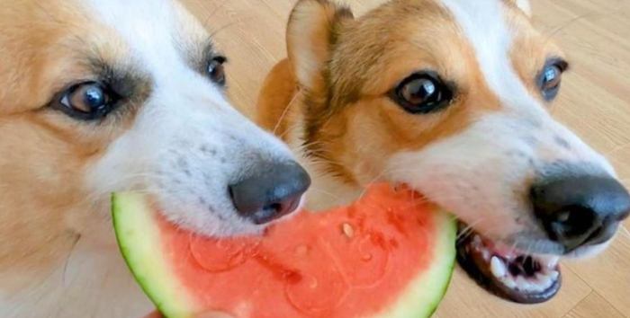 蜜瓜對狗的影響