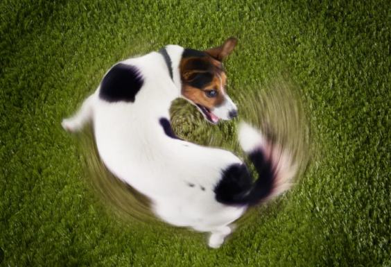 狗尾巴受傷處理