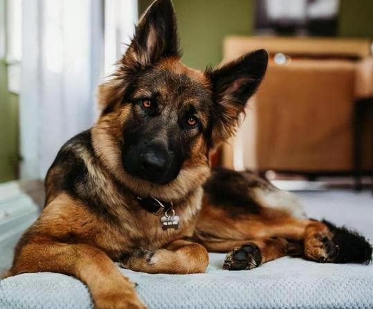 德國牧羊犬訓練