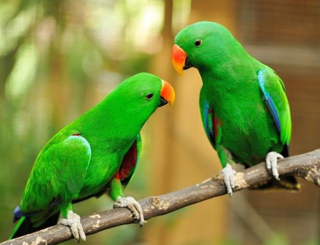 鳥類消化系統疾病