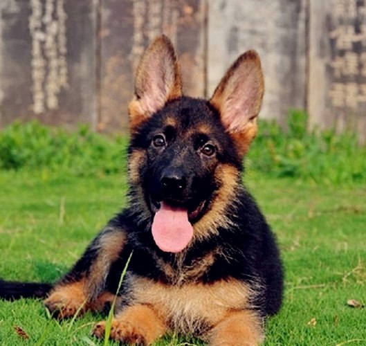 米克斯狗照顧 米克斯狗照顧